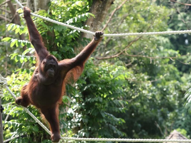 From Bali: Zoo Breakfast with Orangutans & Elephant Bath - Practical Considerations & Tips