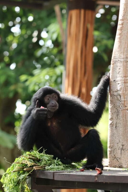 From Bali: Zoo Breakfast with Orangutans & Elephant Bath - FAQ