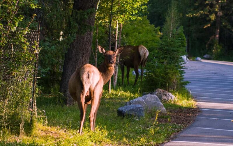From Banff/Canmore: Banff National Park Guided Day Tour - Good To Know