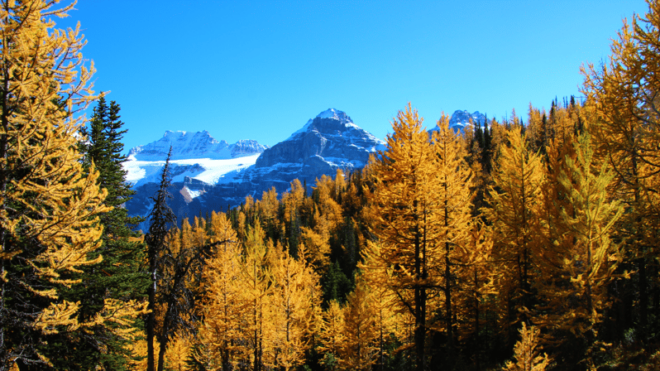 From Banff or Canmore: Larch Valley & Moraine Lake - Highlights