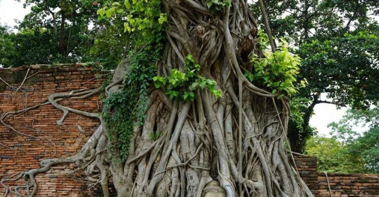 From Bangkok: Ayutthaya & Khao Yai National Park Day Trip - Activity Details