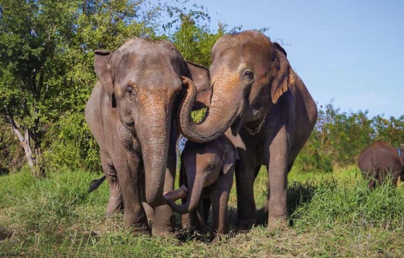 From Bangkok: Elephant Park Tour with Feeding & Mud Spa - Good To Know