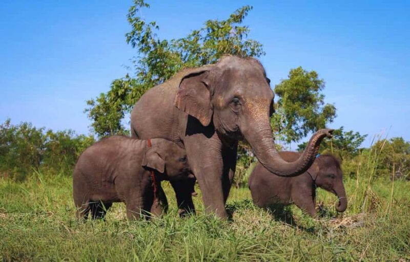 From Bangkok: Elephant Park Tour with Feeding & Mud Spa - A Genuine Look at the Elephant Park Tour Near Bangkok