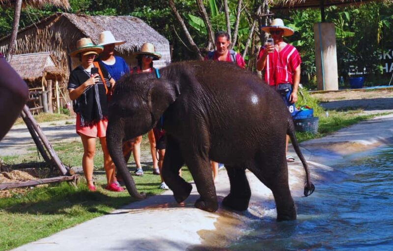 From Bangkok: Elephant Park Tour with Feeding & Mud Spa - FAQ