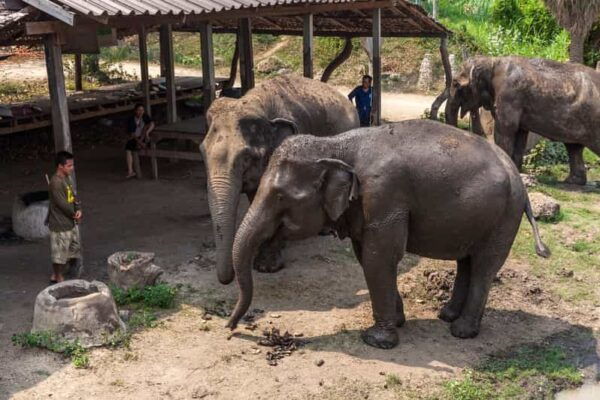 From Bangkok: Elephant Sanctuary and Kanchanaburi Tour - Questions You May Have