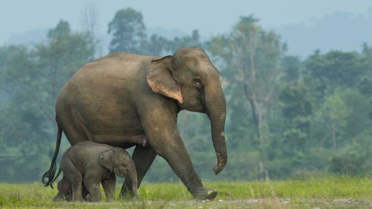 From Bangkok: ElephantsWorld Kanchanaburi 2-Day Experience - Booking Details and Flexibility