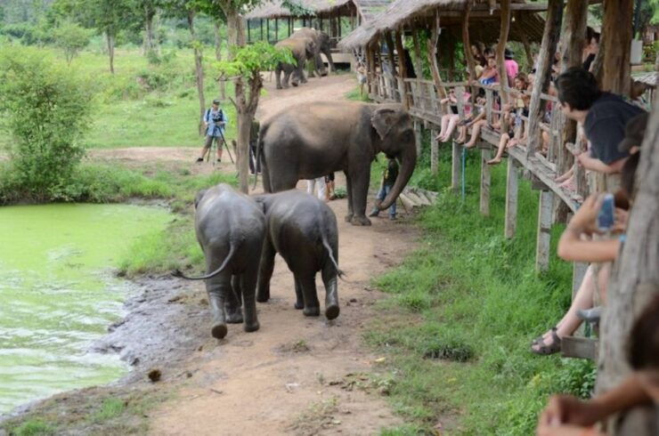 From Bangkok: ElephantsWorld Kanchanaburi 2-Day Experience - Duration and Group Size