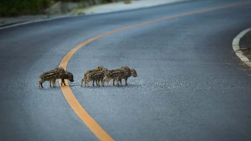 From Bangkok: Khao Yai Full-Day Sightseeing and Trekking - The Sum Up