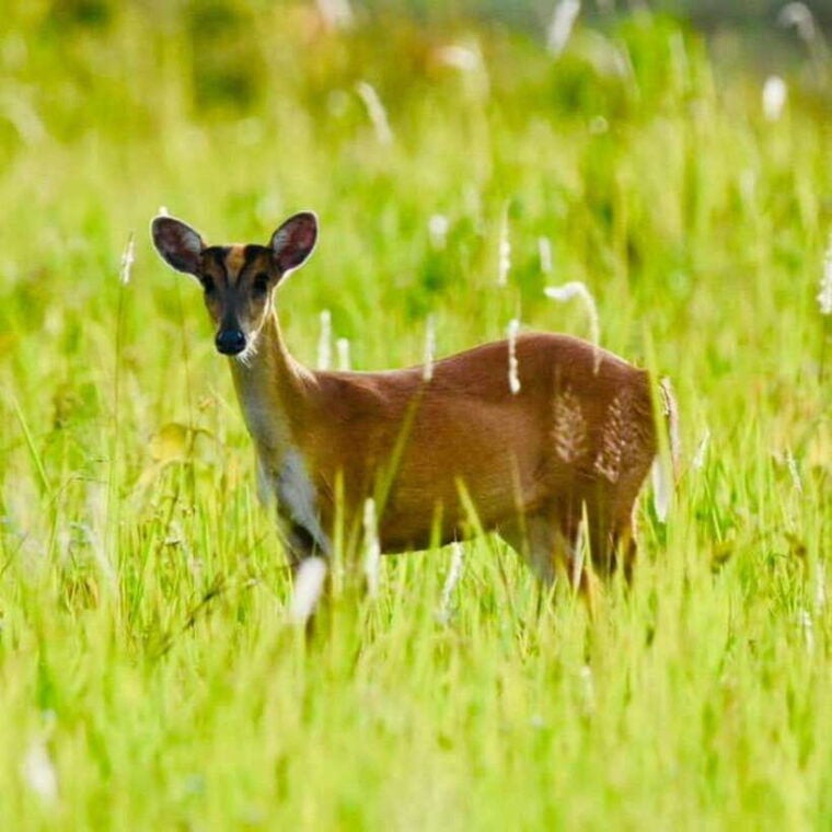From Bangkok: Khao Yai National Park Day Trip - Itinerary Breakdown