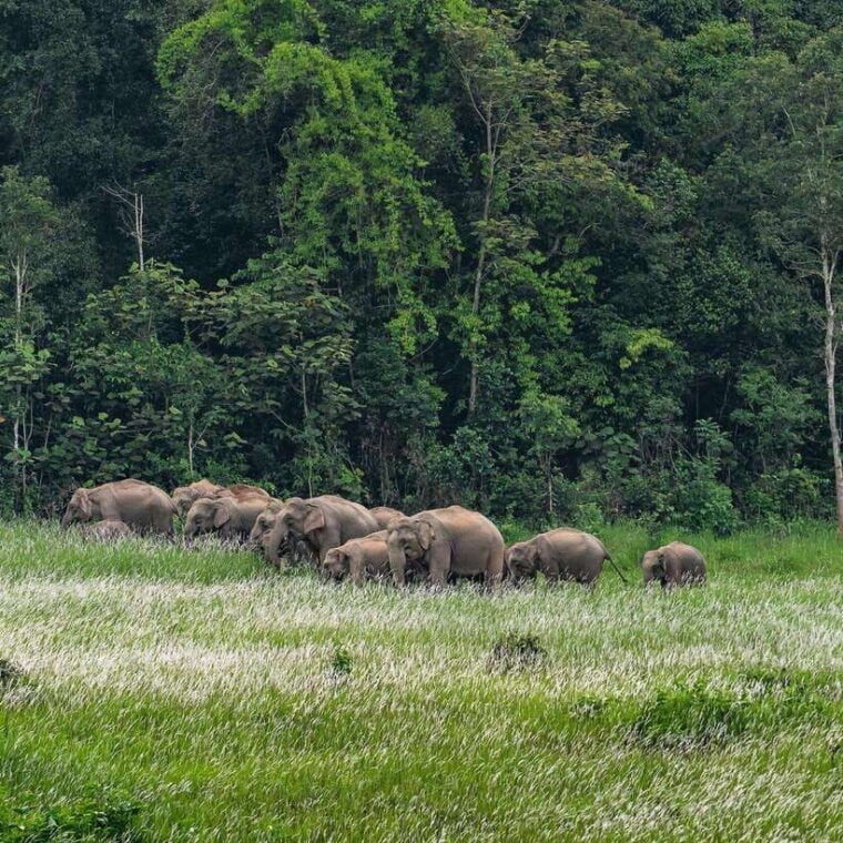 From Bangkok: Khao Yai National Park Day Trip - What to Expect