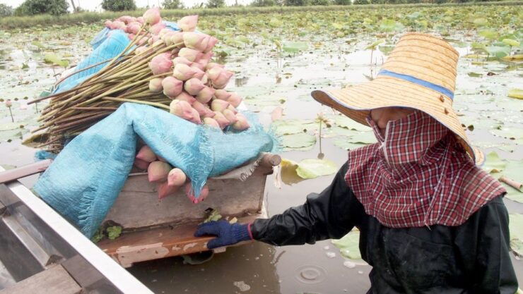 From Bangkok: Mahasawat Canal and Farm With Lunch - Booking Details