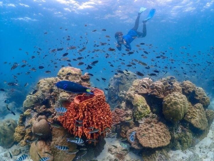 From Bangkok : Nemo Island Tour With Drone Photos and Lunch - Activity Details