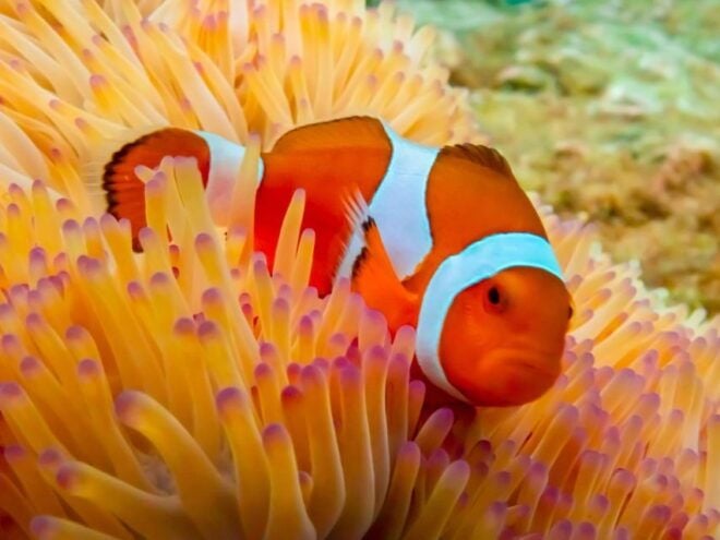From Bangkok : Nemo Island Tour With Drone Photos and Lunch - Additional Information