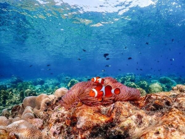 From Bangkok : Nemo Island Tour With Drone Photos and Lunch - Things to Do in Pattaya