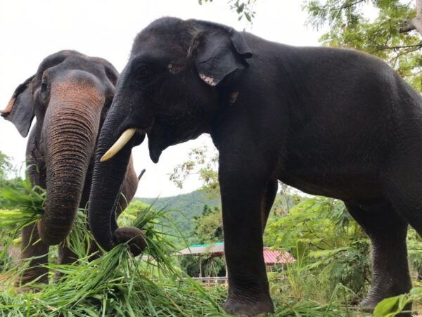 From Bangkok: Pattaya Ethical Elephant Sanctuary Day Trip - Ethical Tourism Practices