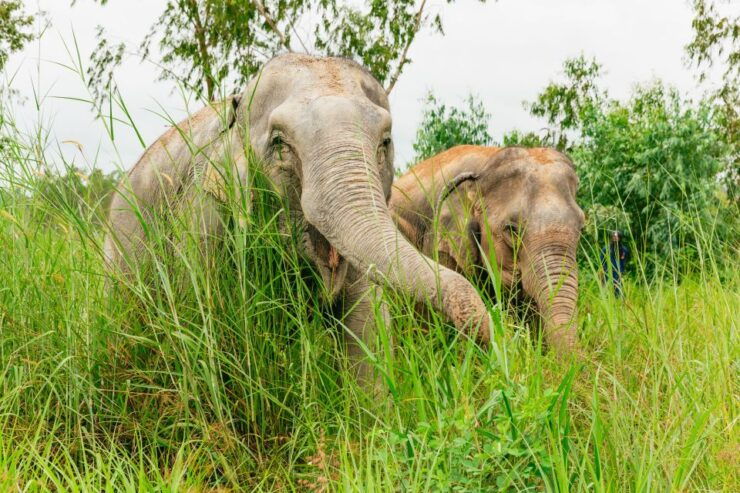 From Bangkok: Pattaya Ethical Elephant Sanctuary Day Trip - Activity Details