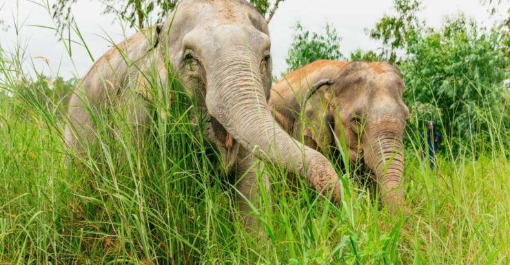 From Bangkok: Pattaya Ethical Elephant Sanctuary Day Trip - Experience Details