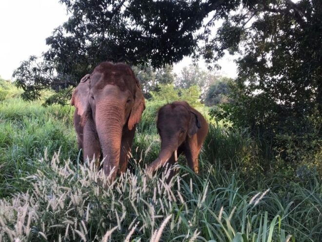 From Bangkok: Pattaya Ethical Elephant Sanctuary Day Trip - Highlights of the Activity
