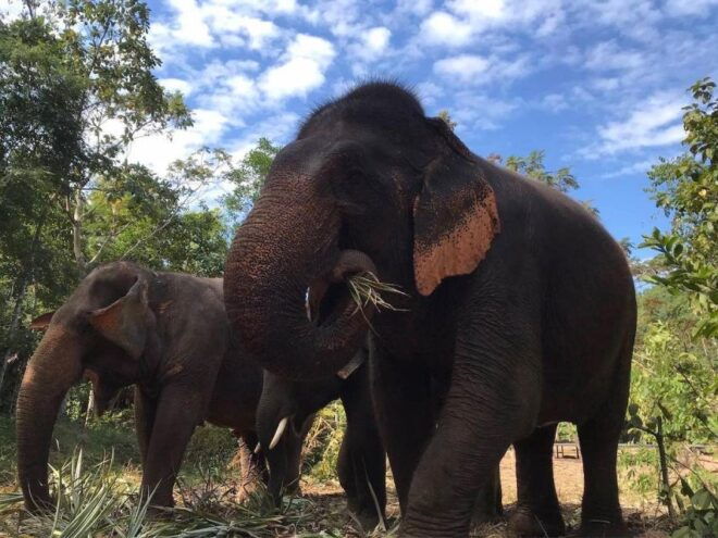 From Bangkok: Pattaya Ethical Elephant Sanctuary Day Trip - Full Description of the Activity