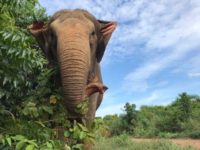 From Bangkok: Pattaya Ethical Elephant Sanctuary Day Trip - Review Summary