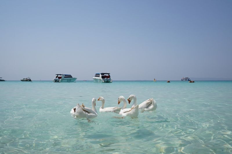 From Bangkok: Pattaya Island Trip with Beach Activities&Drone Photos - Should you book the Tien Beach trip?