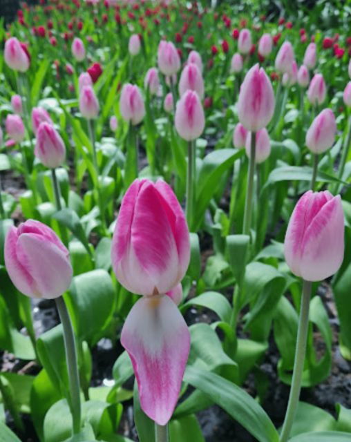 From Bangkok: Tulip Garden - Tour Details