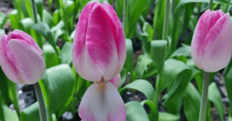 From Bangkok: Tulip Garden - Highlights