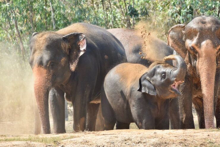 From Bangkok: Wildlife Rescue and Elephant Rescue Tour - Activity Details
