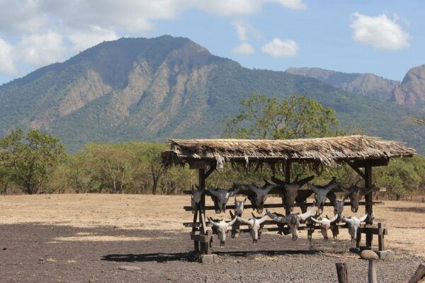 From Banyuwangi ; Baluran National Park & Snorkeling - Tips for Your Visit
