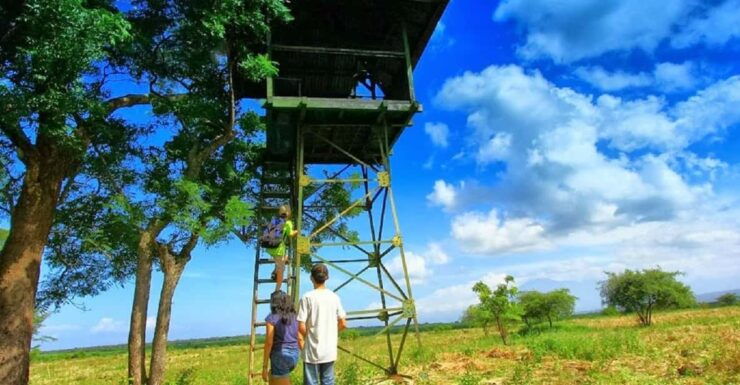 From Banyuwangi: Baluran Wildlife Safari Sunset Tour - Itinerary Highlights