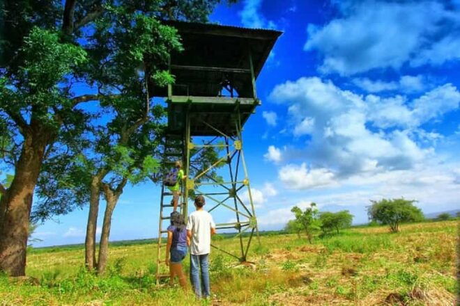 From Banyuwangi: Baluran Wildlife Safari Sunset Tour - Wildlife Viewing Opportunities