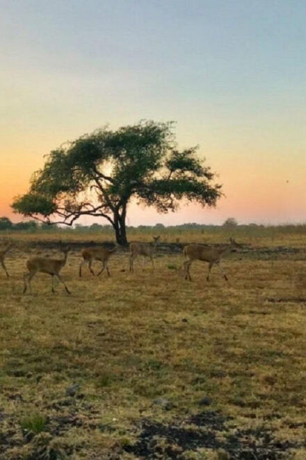 From Banyuwangi: Baluran Wildlife Safari Sunset Tour - Participant Information