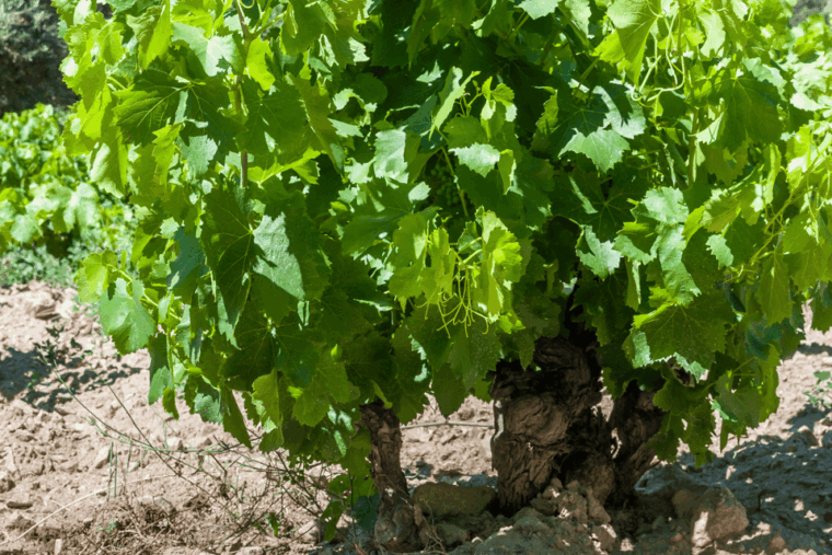 From Barcelona: Kosher Jewish Wine Tour - Cultural and Historical Significance