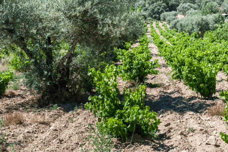 From Barcelona: Kosher Jewish Wine Tour - Common Questions