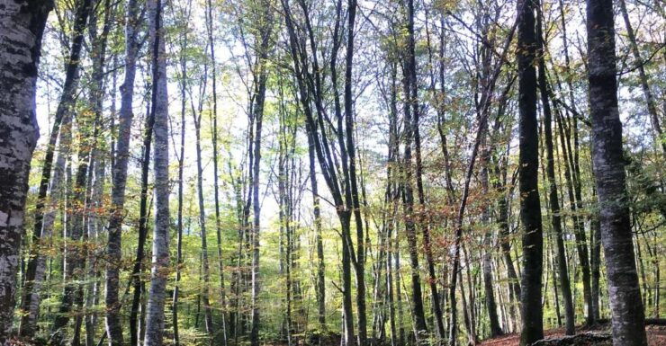 From Barcelona: Medieval Villages and Volcanic Hiking Tour - Tour Details