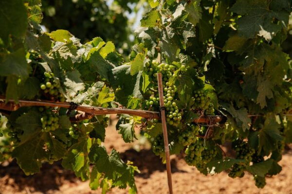 From Barcelona: SITGES Tour + PENEDÈS Wine Tasting & TAPAS - Meeting Point and Photo Shoot