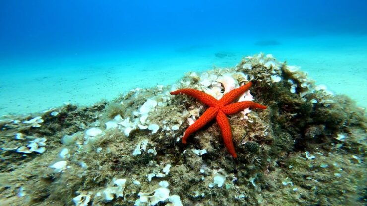 From Barcelona: Tossa De Mar Scuba Diving and 3-Course Meal - Highlights of the Experience
