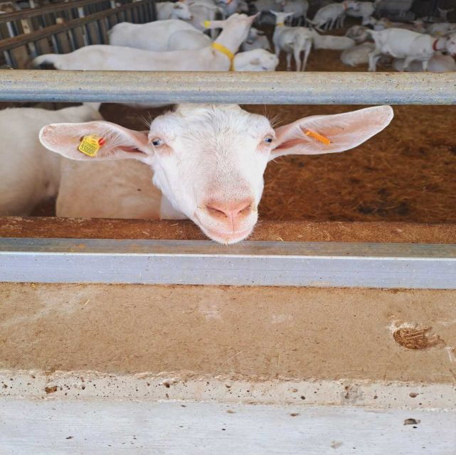 From Bari: Burrata Cheese Experience in a Local Dairy Farm - Location and Schedule
