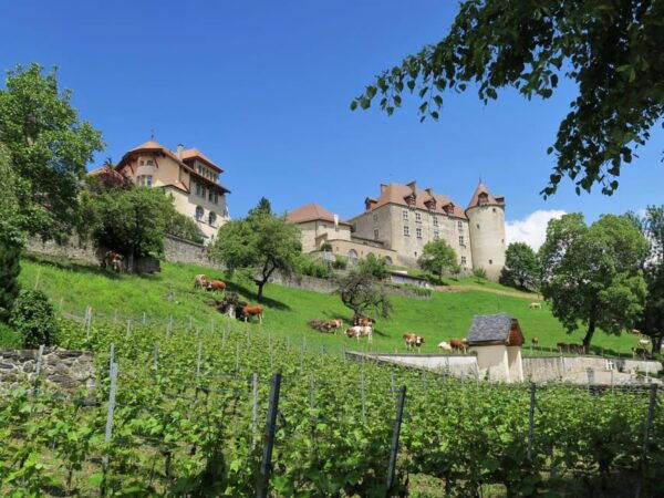 From Basel: Day Trip to Gruyères With Castle and Show Dairy - Customer Feedback