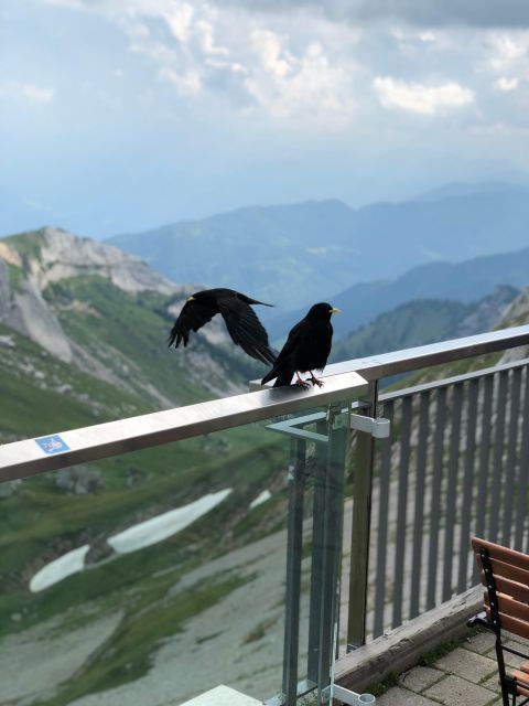 From Basel: Mt. Pilatus and Lake Lucerne Private Tour - Experience Highlights