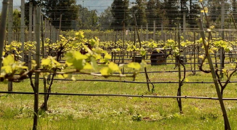 From Batumi: Cook Like a Local - Georgian Culinary Classes - FAQs