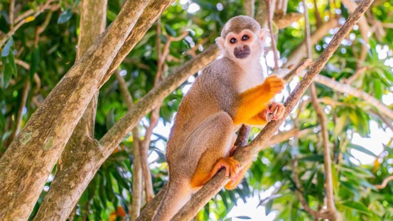 From Bayahibe: Half Day Monkeyland Safari - Who Will Love This Tour?