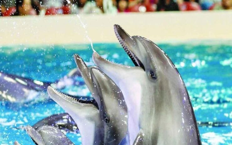 From Belek: Dolphin Show With Transfers - Itinerary Details