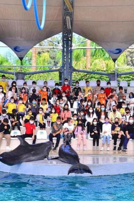 From Belek: Dolphin Show With Transfers - Experience Highlights