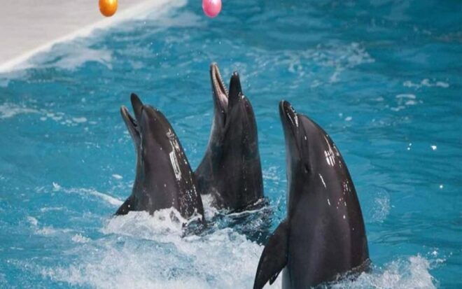 From Belek: Dolphin Show With Transfers - Tips for Visitors
