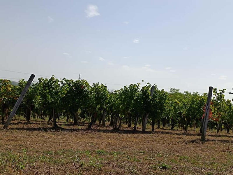 From Belgrade: Oplenac mausoleum Royal tour with winery - Who Is This Tour Best For?