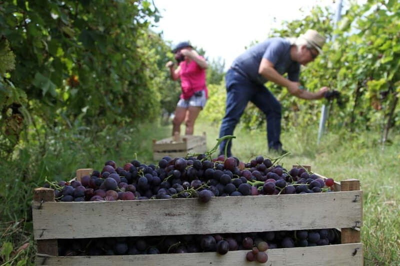 From Belgrade or Novi Sad: Private Wine Tour in Fruska Gora - Good To Know
