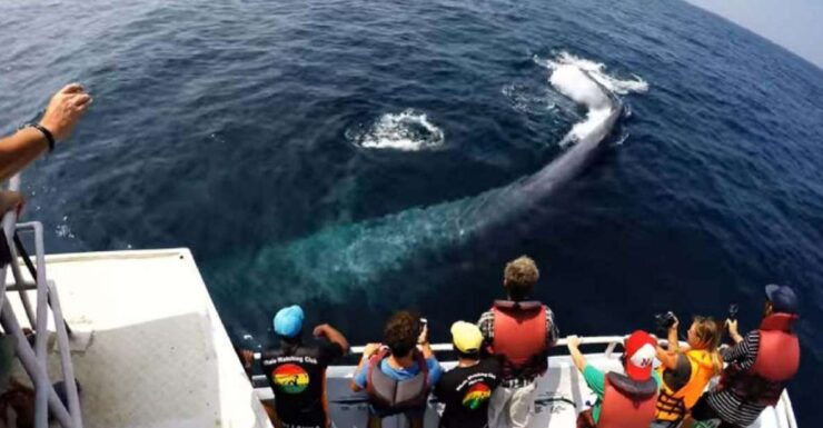 From Bentota: 2-Day Tour to Wild Wonders and Galle Fort - Tour Highlights