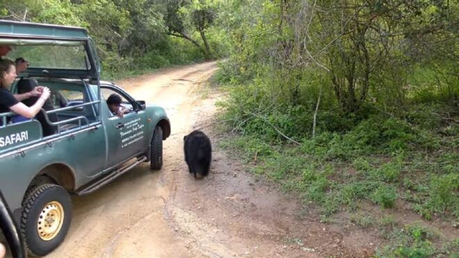 From Bentota: 2-Day Tour to Wild Wonders and Galle Fort - Day 2: Yala National Park Wildlife Safari