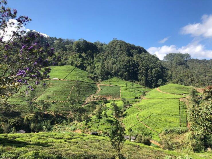 From Bentota/Colombo: Hill Country Highlights Private Tour - Tour Booking Details